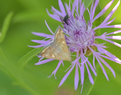 Loxostege sticticalis